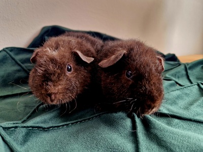 US-Teddy Jungtier - männlich