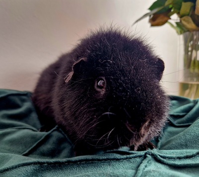 US-Teddy - männlich