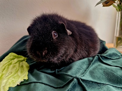 US-Teddy - männlich