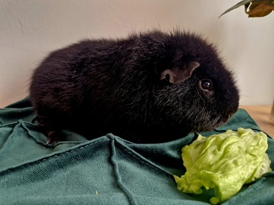 US-Teddy - männlich