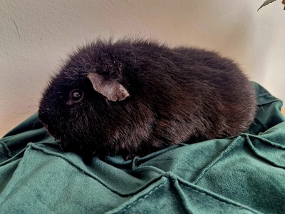 US-Teddy - männlich