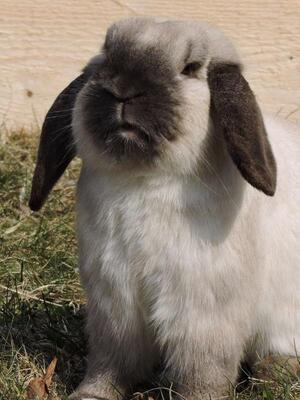 Urmel, Pflegestelle in 83646 Bad Tölz - männlich