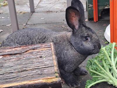 Viktoria, Riesenkaninchen - weiblich