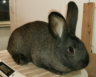 Viktoria, Riesenkaninchen - weiblich