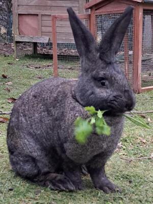 Viktoria, Riesenkaninchen - weiblich