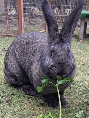 Viktoria, Riesenkaninchen - weiblich