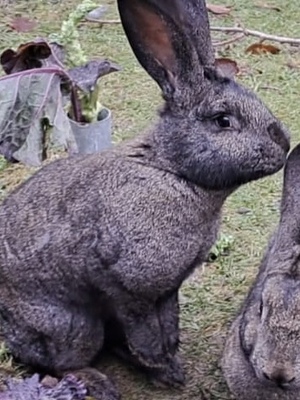 Viktoria, Riesenkaninchen - weiblich