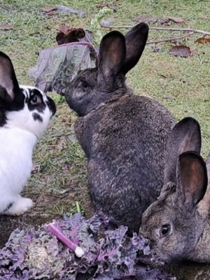 Viktoria, Riesenkaninchen - weiblich