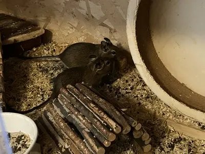 Walddegu Jungtier - männlich