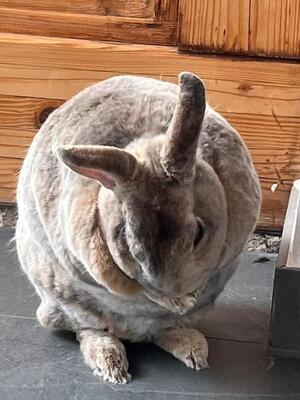 Wally, Rexkaninchen - weiblich