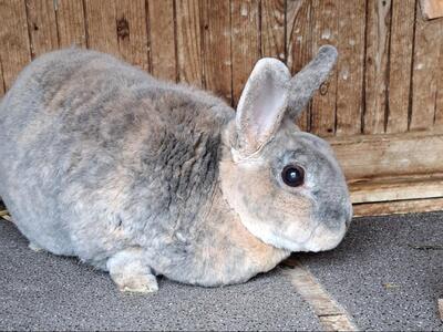 Wally, Rexkaninchen - weiblich