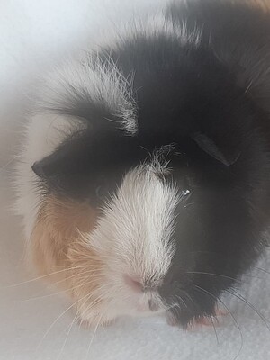 William, - männlich