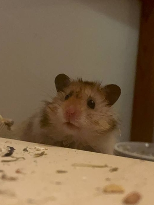 Wilson, Teddyhamster - männlich