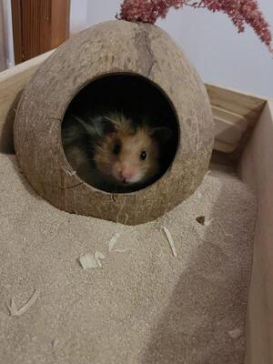 Wilson, Teddyhamster - männlich