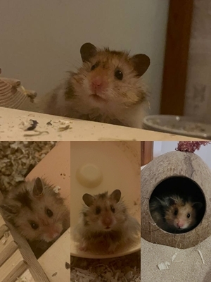 Wilson, Teddyhamster - männlich