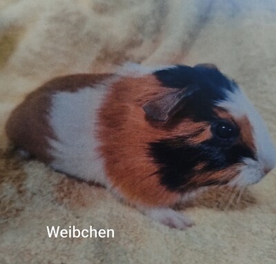 X, Glatthaar Jungtier - weiblich