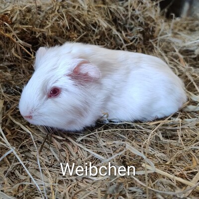 X, Glatthaar Jungtier - weiblich