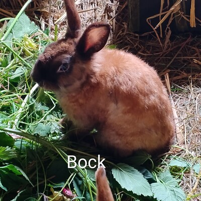X, Zwergkaninchen - männlich