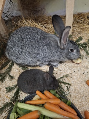 Zucht- und Fleischhasen (Deutsche Riesen), Hasen Jungtier - unbekannt