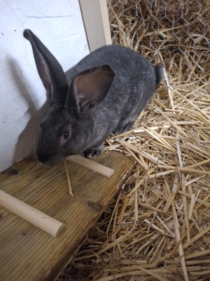 Zucht- und Fleischhasen (Deutsche Riesen), Hasen Jungtier - unbekannt