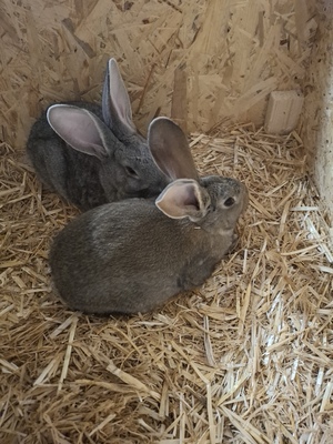 Zucht- und Fleischhasen (Deutsche Riesen), Hasen Jungtier - unbekannt