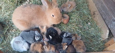 Zwerghäschen, Zwergwidder und Zwergkaninchen Jungtier - unbekannt