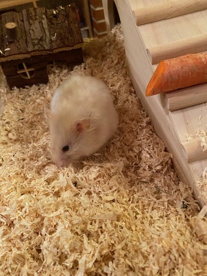 Zwerghamster Herbert, Zwerghamster - männlich