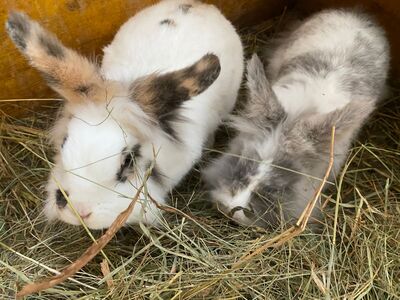 Zwergkaninchen Hasen, Zwergkaninchen Jungtier - weiblich