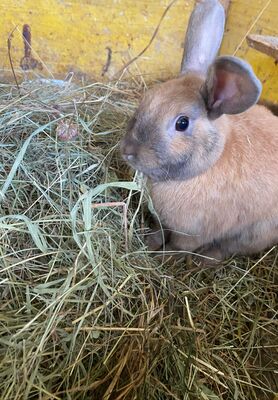 Zwergkaninchen Hasen, Zwergkaninchen Jungtier - weiblich