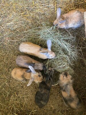 Zwergkaninchen Hasen, Zwergkaninchen Jungtier - weiblich