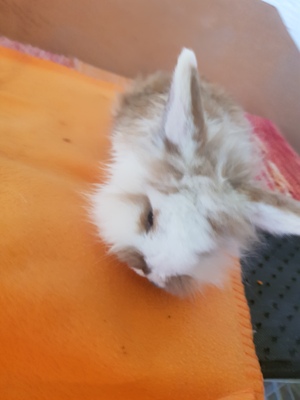 Zwergkaninchen Jungtier - männlich