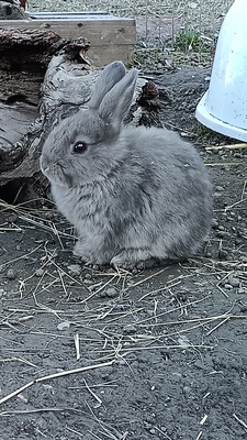 Zwergkaninchen Jungtier - männlich