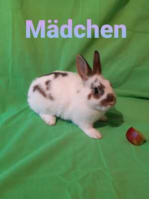 Zwergkaninchen Jungtier - unbekannt