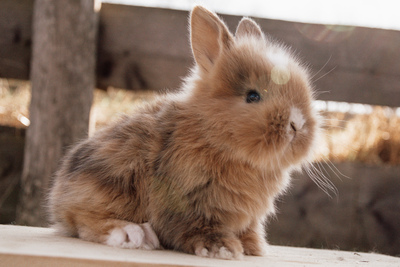 Zwergkaninchen Jungtier - unbekannt