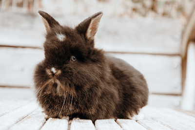 Zwergkaninchen Jungtier - unbekannt