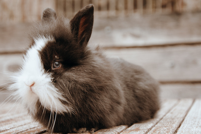 Zwergkaninchen Jungtier - unbekannt