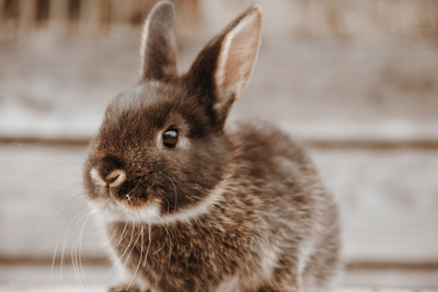 Zwergkaninchen Jungtier - unbekannt