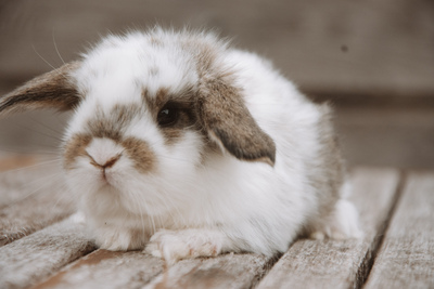 Zwergkaninchen Jungtier - unbekannt