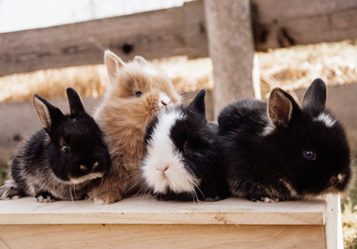 Zwergkaninchen Jungtier - unbekannt