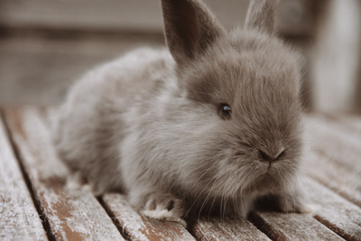Zwergkaninchen Jungtier - unbekannt