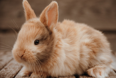 Zwergkaninchen Jungtier - unbekannt