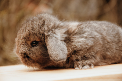 Zwergkaninchen Jungtier - unbekannt