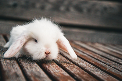 Zwergkaninchen Jungtier - unbekannt