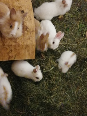 Zwergkaninchen Jungtier - weiblich