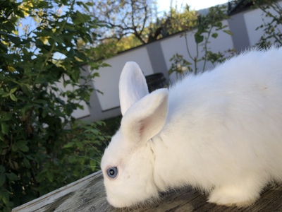 , Zwergkaninchen Jungtier - weiblich