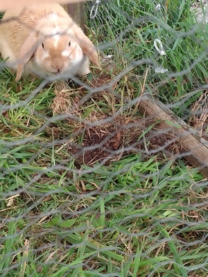 Zwergkaninchen Zwergwidder - männlich