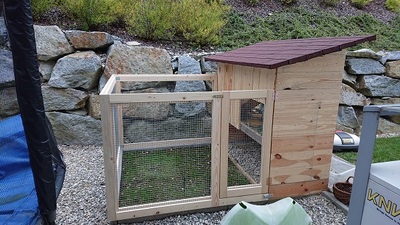 Zwergkaninchen - männlich