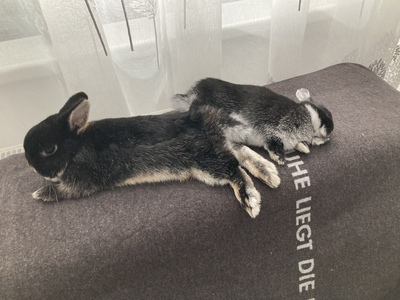 Zwergkaninchen - männlich