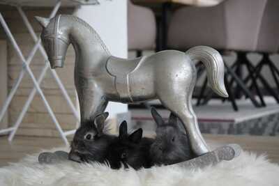 Zwergkaninchen - unbekannt