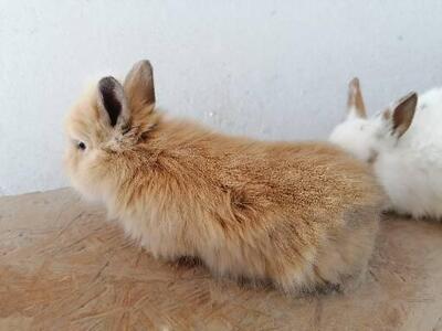 Zwergkaninchen - unbekannt